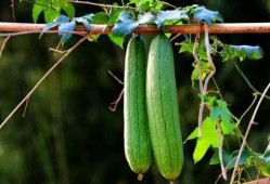 三朵小花吃瓜,三朵小花与瓜果奇缘