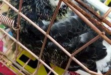 信鸽吃小瓜,小瓜成为新宠