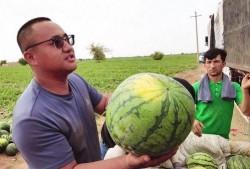 每天坐等吃瓜,揭秘现代人的“懒人”生活态度