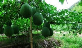 吊瓜吃哪里,揭秘吊瓜的精华部位