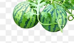 吃瓜麒麟图片大全高清,探寻神秘生物的奇幻世界