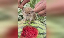 刺猬会不会吃瓜,揭秘刺猬的饮食习惯与瓜类的关系