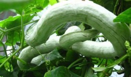 怀孕可以吃蛇瓜,蛇瓜的营养与食用指南