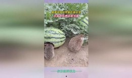 刺猬会不会吃瓜,揭秘刺猬的饮食习惯与瓜类的关系