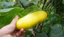 吃瓜不忘改良人,从娱乐中汲取生活智慧