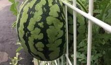 励志瓜怎么吃,轻松学会美味吃法