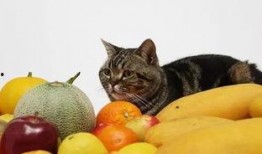 猫猫吃白兰瓜,白兰瓜的甜蜜诱惑