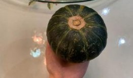 星星喜欢吃瓜,一场星际美食之旅