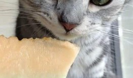 猫咪吃瓜么,揭秘猫咪吃瓜之谜