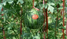 五一最新吃瓜地址,揭秘热门事件幕后真相