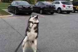 瓜哥吃瓜阿拉斯加,揭秘阿拉斯加的神秘面纱