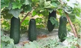 况盛和三三吃瓜,瓜田里的欢乐时光