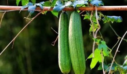 况盛和三三吃瓜,瓜田里的欢乐时光