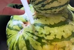 搞笑视频3d版买瓜吃瓜,瓜界“笑果”大放异彩