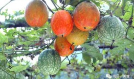 吊瓜根可以怎么吃,探索传统美食新境界