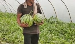 吃瓜群众的企业,从幕后到台前的商业传奇