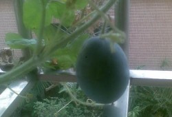 坐在阳台吃瓜,夏日悠闲时光