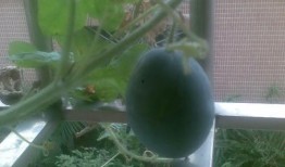 坐在阳台吃瓜,夏日悠闲时光