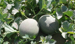 安理工吃瓜,揭秘校园热点背后的真相