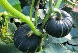 吃小瓜会晕,揭秘小瓜中的神秘成分