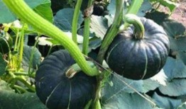 吃小瓜会晕,揭秘小瓜中的神秘成分