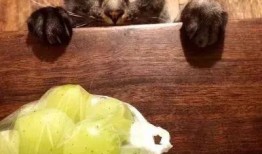 猫猫吃白兰瓜,白兰瓜的甜蜜诱惑