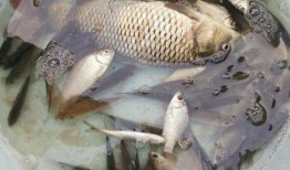 吃瓜 摸鱼 划水图片,揭秘现代职场生活新常态