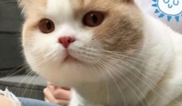 吃瓜探长会,揭秘娱乐圈背后的秘密与真相