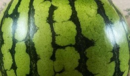 吃瓜看表演,现场表演精彩纷呈