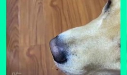 吃瓜狗特效,揭秘网络红人背后的神奇魔法