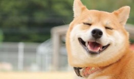 柴犬吃瓜视频推荐,萌态十足，带你领略狗狗的欢乐时光