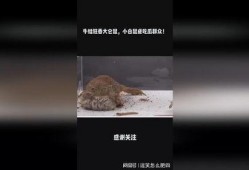 吃瓜大白鼠,揭秘娱乐圈背后的秘密