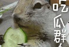 带你吃瓜南北老鼠,带你领略“吃瓜南北老鼠”的独特魅力