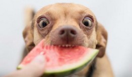 吃瓜狗特效,揭秘网络红人背后的神奇魔法