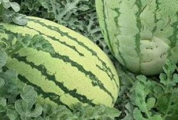 银川花式吃瓜事件视频,一场别开生面的街头美食盛宴