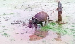 梦见牛吃瓜叶,牛儿食瓜叶的神秘寓意