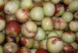 吃瓜的枣,揭秘瓜果中的甜蜜诱惑