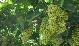 旅游吃蜜瓜,探寻甜蜜的旅游美食体验