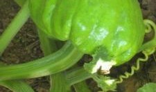 梦见牛吃瓜叶,牛儿食瓜叶的神秘寓意