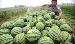 朝三吃瓜图,揭秘宫廷秘闻背后的权谋与智慧