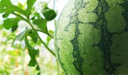 五一最新吃瓜地址,揭秘热门事件幕后真相