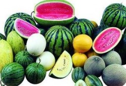 广州吃西方瓜视频,西方瓜美食视频引食客竞相品尝