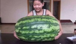 白色玉瓜怎么吃最好,解锁美味新境界