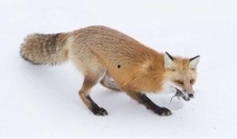 狐狸在中间吃瓜,瓜中寻乐