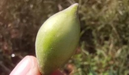 减肥吃梢瓜,天然低脂美食，轻松享瘦生活