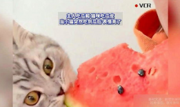 猫猫吃主人瓜