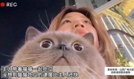 猫猫吃主人瓜