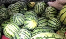 吃瓜网社会瓜,揭秘社会热点背后的真实瓜