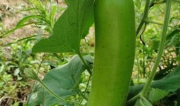 青你吃瓜资源,揭秘偶像幕后那些事儿